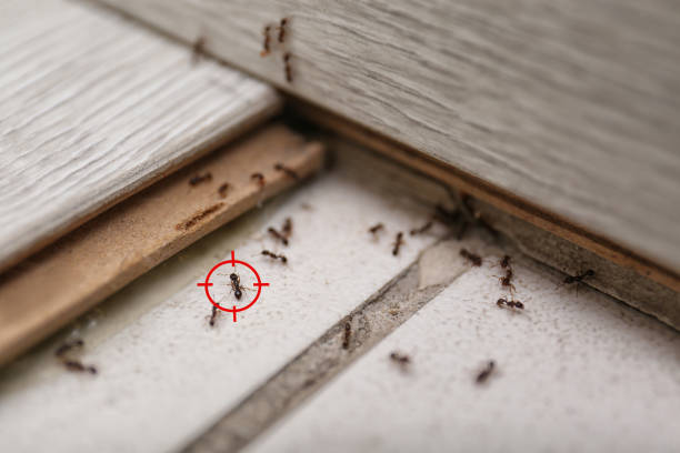 Best Real Estate Pest Inspections  in Gettysburg, PA